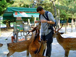 This was taken in Nara, the really old capital of Japan.  The historically intact center of the city is full of temples and shrines and is basically a huge park.  One of the nicest features is that these deer run free in the park.  You can buy packet of "deer biscuts" for about $1.  As you can see, the deer also love to eat maps!
