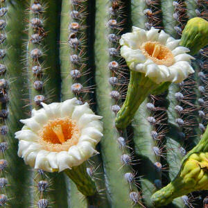 [http://www.eslweb.org/images/saguaro_cactus_blossom.jpg]
